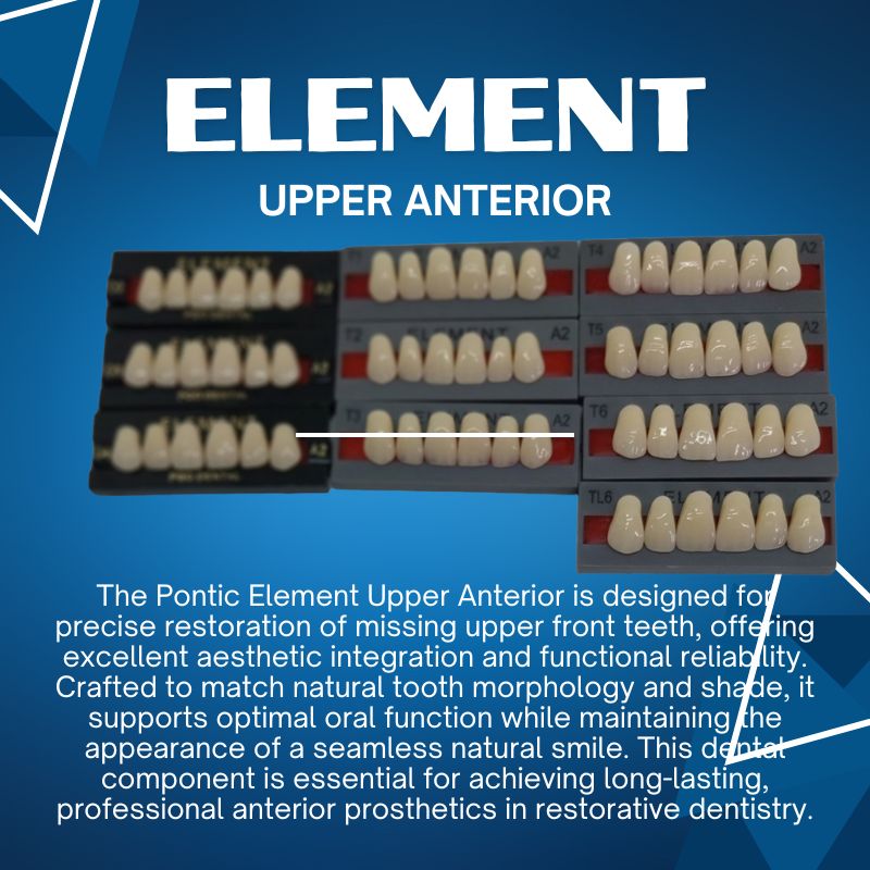 Pontic Element Upper Anterior