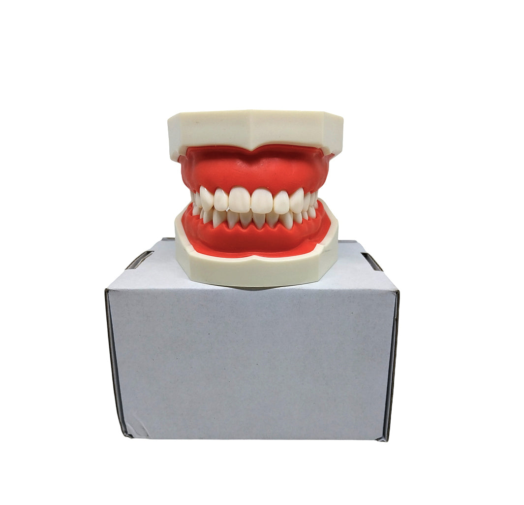 Compatible Nissin Typodont Dental Model