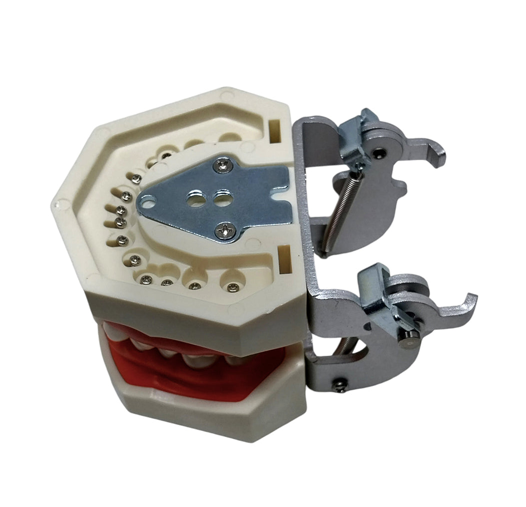 Compatible Nissin Typodont Dental Model