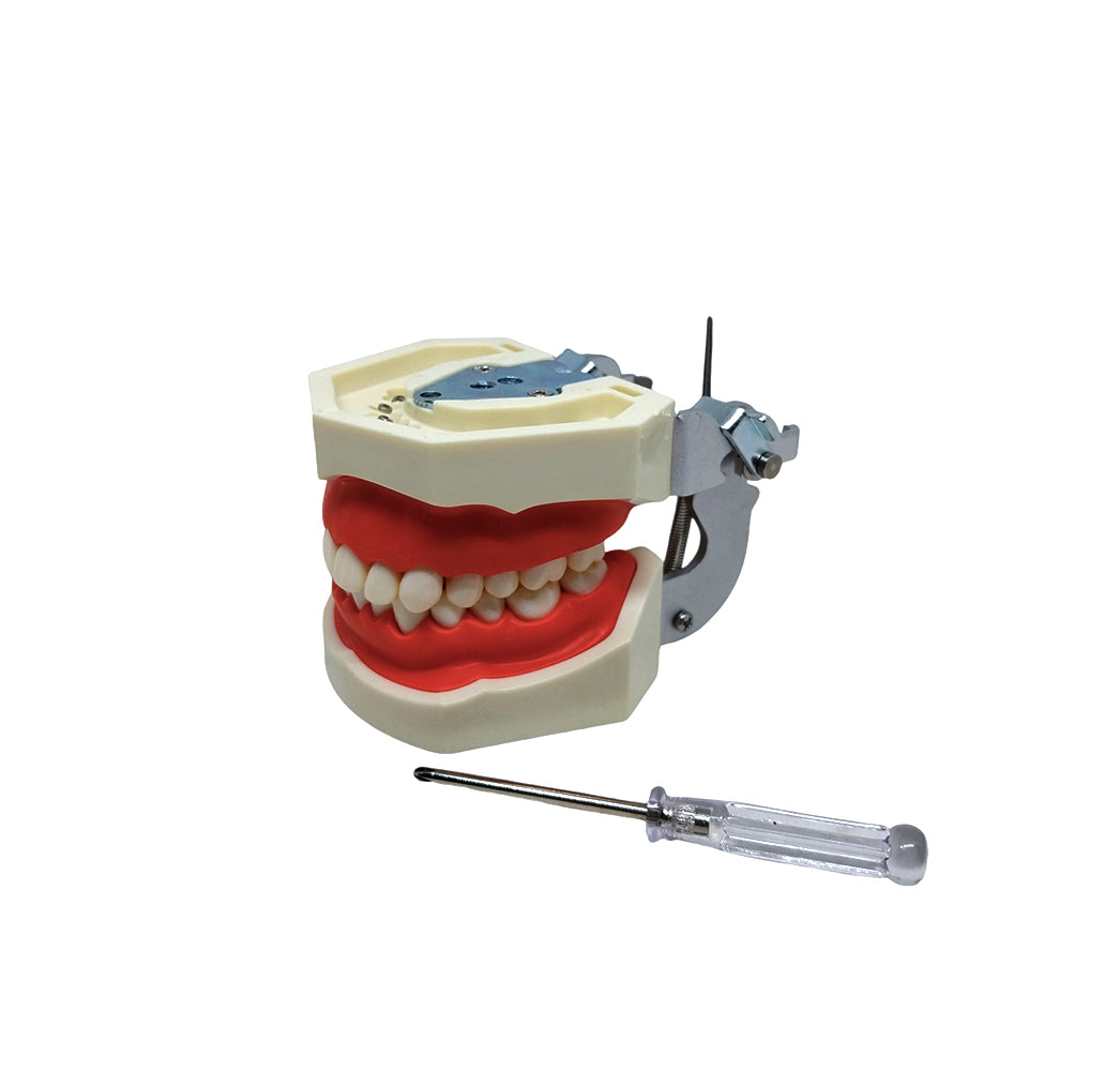 Compatible Nissin Typodont Dental Model
