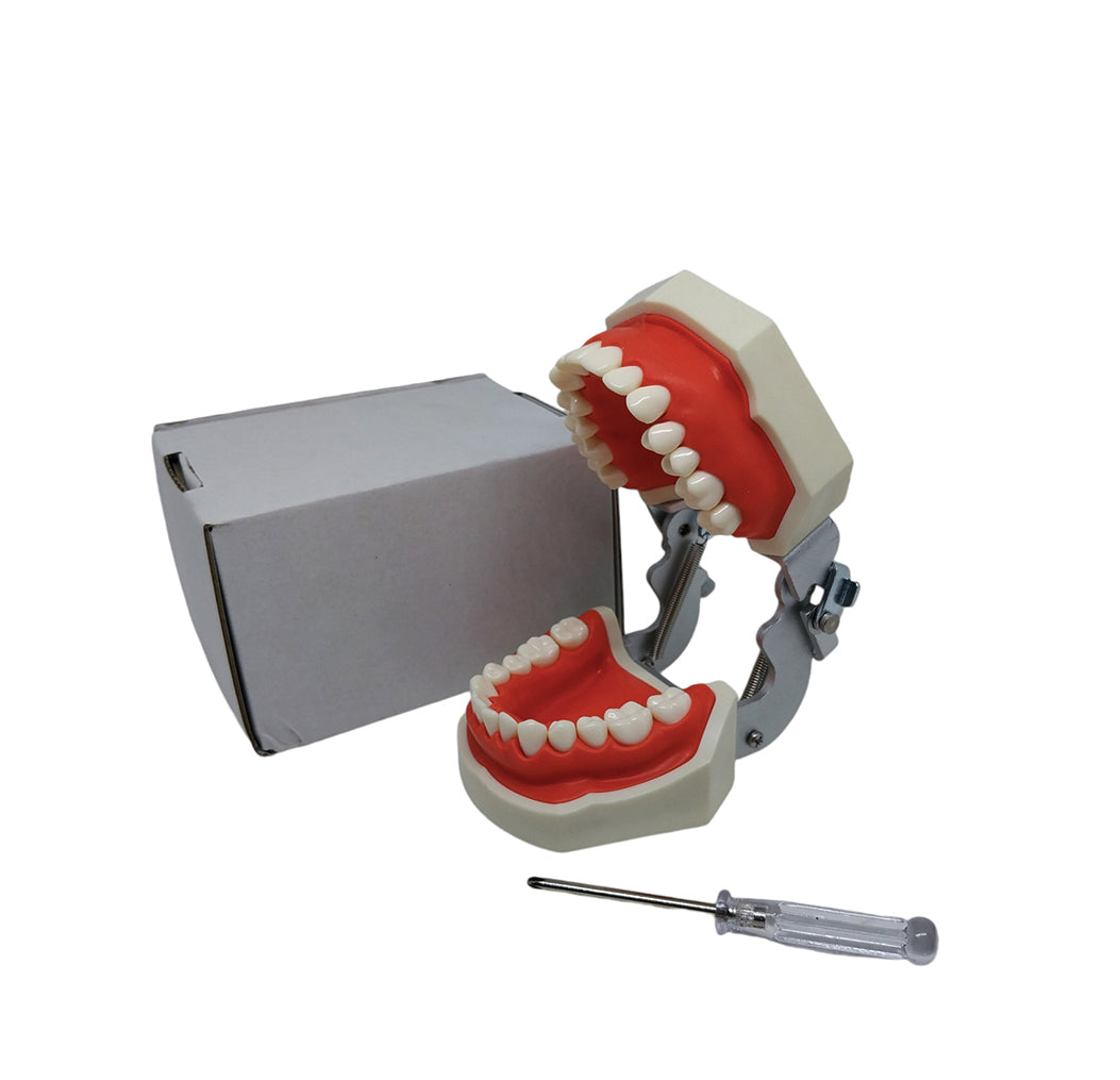 Compatible Nissin Typodont Dental Model