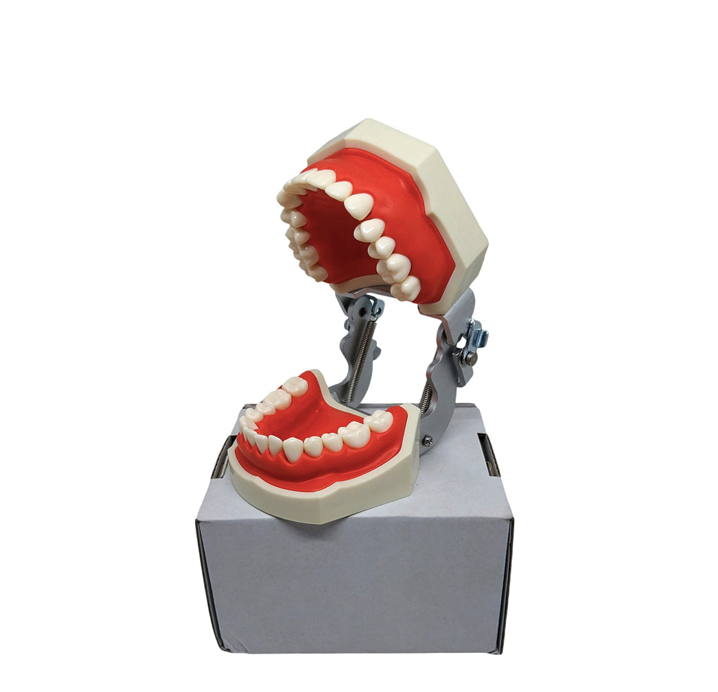 Compatible Nissin Typodont Dental Model