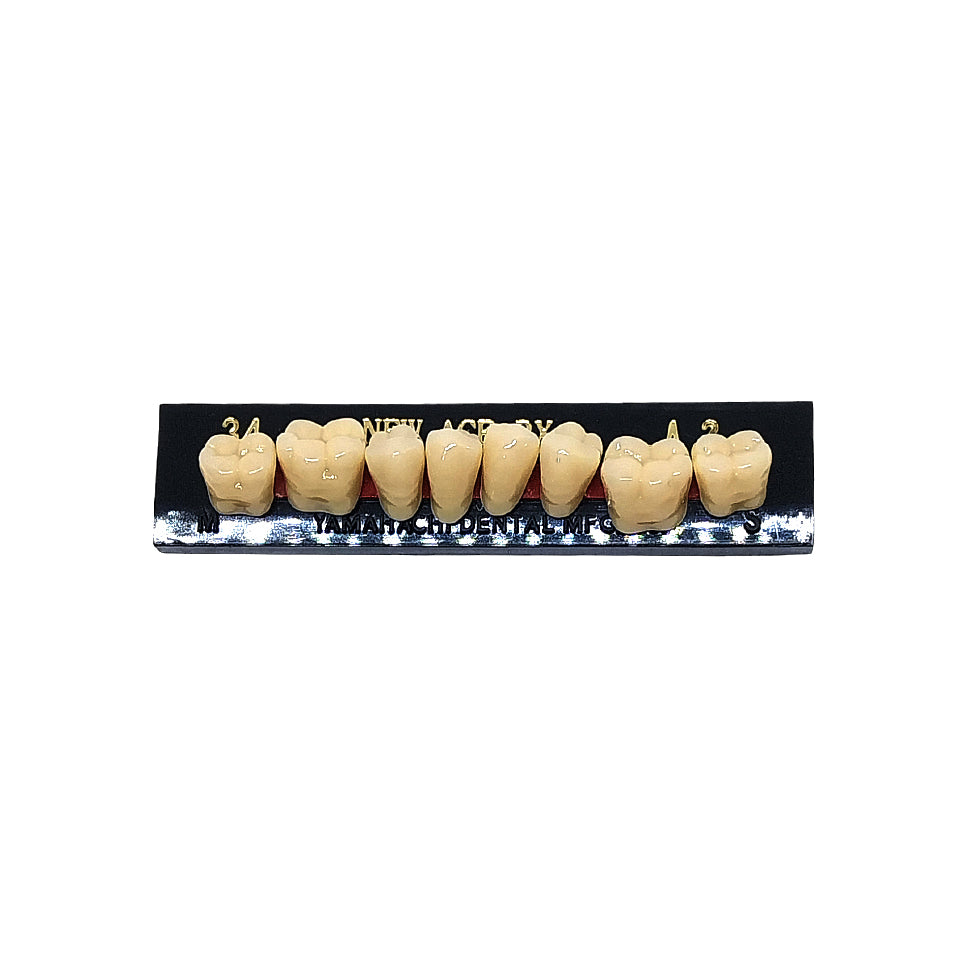 Pontic New Ace PX Lower Posterior