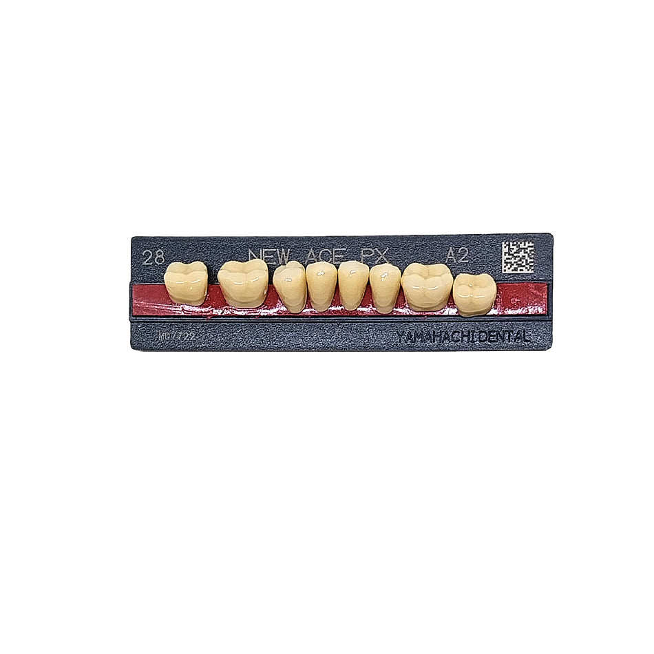 Pontic New Ace PX Lower Posterior
