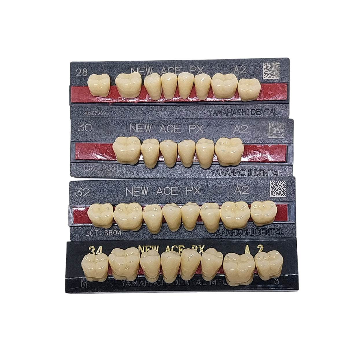 Pontic New Ace PX Lower Posterior