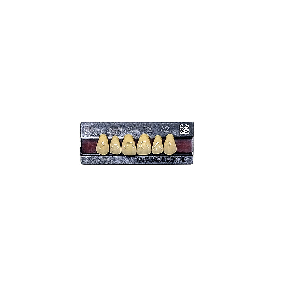 Pontic New Ace PX Upper Anterior